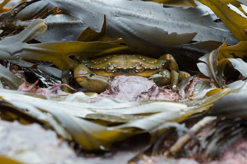Green Shore Crab (carcinus maenus)