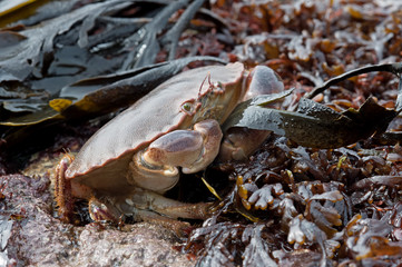 Brown Crab (Cancer Pagarus)