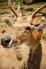 Funny deer on a meadow looking to a camera
