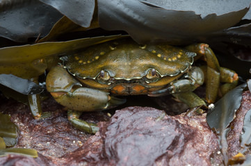 Green Shore Crab (carcinus maenus)