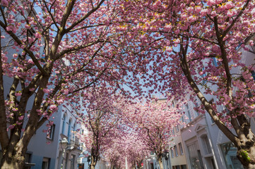 Straße mit Kirschblüte in der Bonner Altstadt