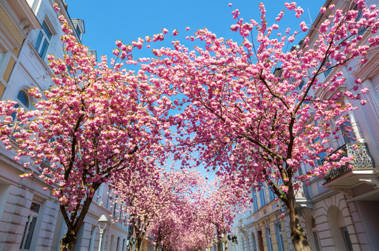 Stra&szlig;e mit Kirschbl&uuml;te in der Bonner Altstadt
