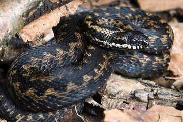 Adder (Vipera Berus)