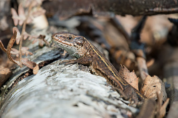 Viviparous Lizard (Zootoca Vivipara)