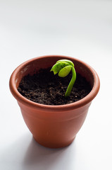 Sprout of Bean