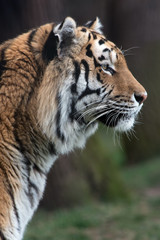 Siberian Tiger (Panthera Tigris Altaica)