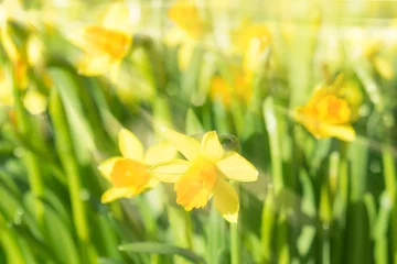 Crédence de cuisine en verre imprimé Narcisse Spring blossom narcissus daffodils yellow sunlit flowers with su