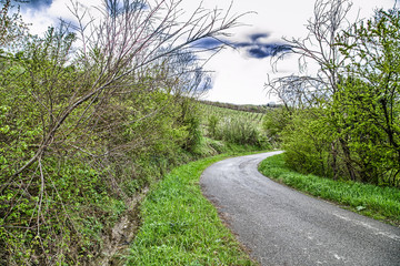 The serenity of a country road in the middle of fields during sp