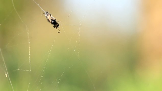 Mouche toile d'araign&eacute;e pi&egrave;ge 3