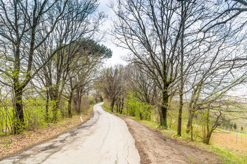 Fototapeta premium The serenity of a country road in the middle of fields during sp