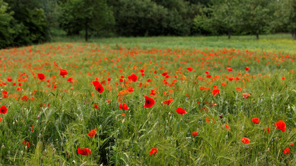 Getreidefeld mit Mohnblumen