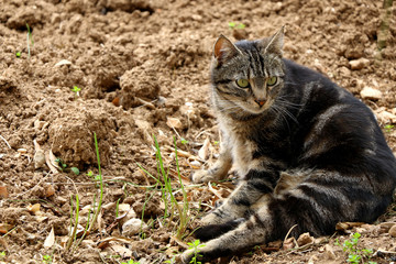 Chubby brown cat with big green eyes lying in the garden.