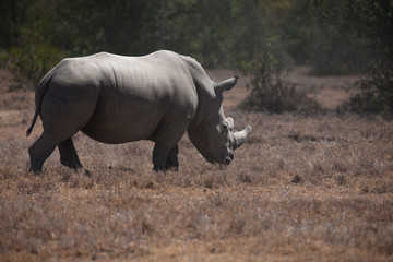 Obraz premium Rhino