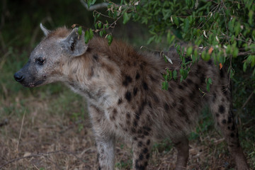 hyenas