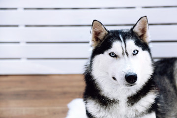 Beautiful cute husky in room