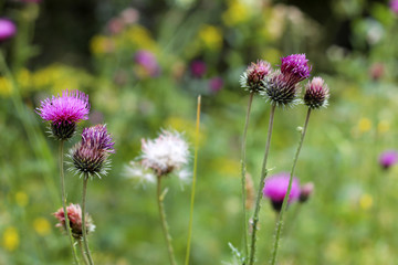 Blue Flower with a pins on the summer green meadow