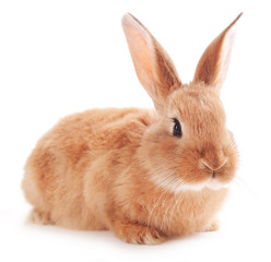 Obraz premium Little rabbit isolated on white
