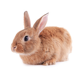 Little rabbit isolated on white