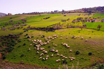 sheep grazing