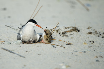 Common Terns