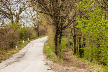 The serenity of a country road in the middle of fields during sp