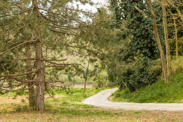 The serenity of a country road in the middle of fields during sp
