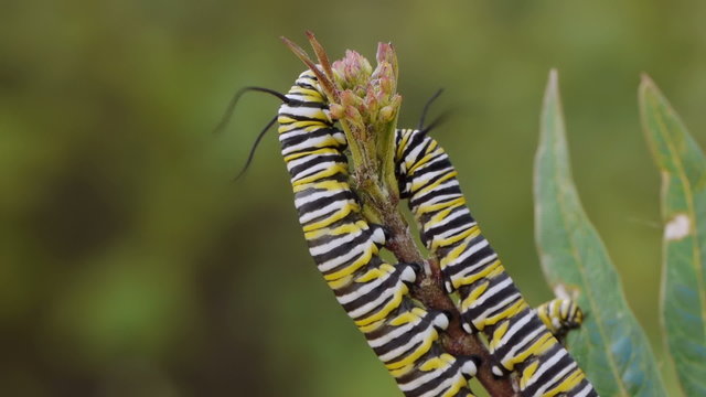 Two Monarch Caterpillars On Milk Weed Plant Eating the Buds.