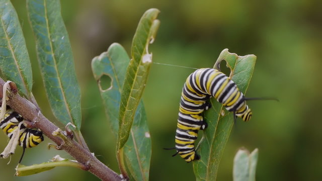 Monarch Caterpillar Twists and goes down milkweed plant. 