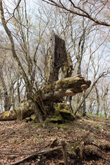 朽ちた大木
