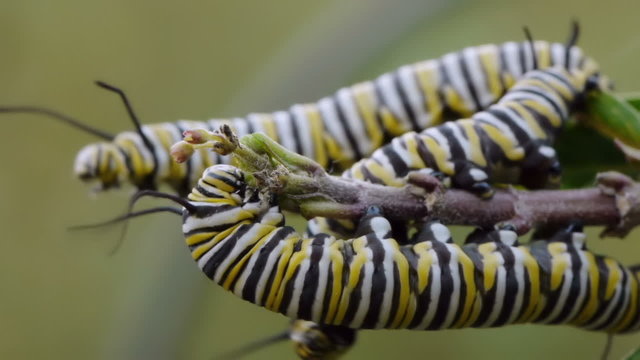 Monarch Butterfly caterpillars eating milkweed flower buds.