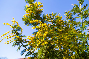 Acacia dealbata flowers