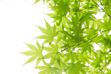 新緑の葉っぱ（もみじ）