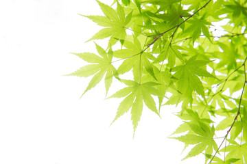 新緑の葉っぱ（もみじ）