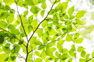 新緑の葉っぱ