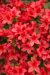 赤いツツジ（躑躅）の花