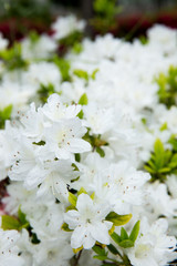 白いツツジ（躑躅）の花