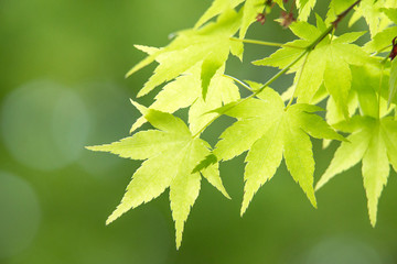 新緑の葉っぱ（もみじ）