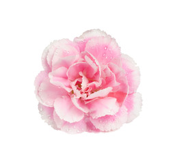 Pink carnation isolate on white with work path
