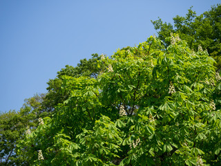 初夏に花をつけるトチノキ