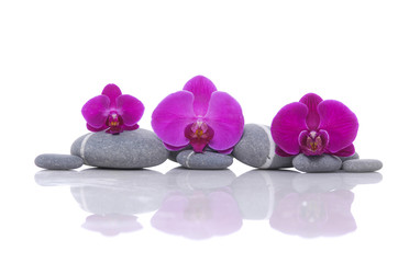 Gray stones with red three orchid 