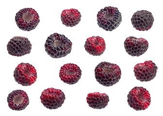 Black raspberry Cumberland set © Leonid Nyshko