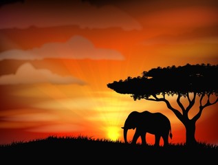 African elephant against a perfect South African sunset sky