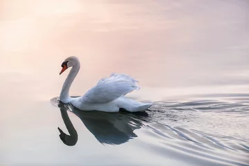 Door stickers Swan Sunset swan