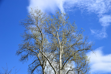 Baumkrone einer Pappel vor blauem Himmel und weißen Wolken