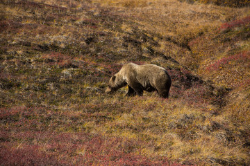 Grizzly bear denali national park