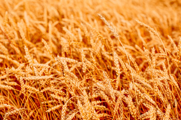 Yellow wheat ears