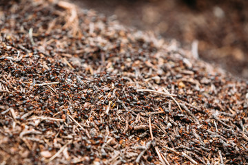 Background Of Red Ant Colony Formica Rufa