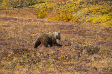 Grizzly bear denali national park