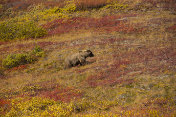 Grizzly bear denali national park