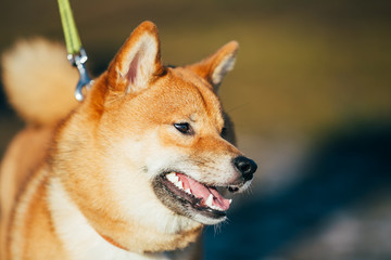 Close Up Beautiful Red Shiba Inu Puppy Dog Staying Outdoor
